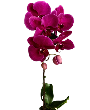 Orchids11