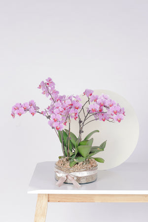 Polymnia - 3 Stem Oval Glass Vase