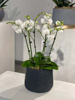 Selene - 5 Stem Orchids with Poly Vase